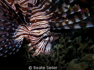 Lionfish at Alam Batu housreef, taken with Canon G10 by Beate Seiler 